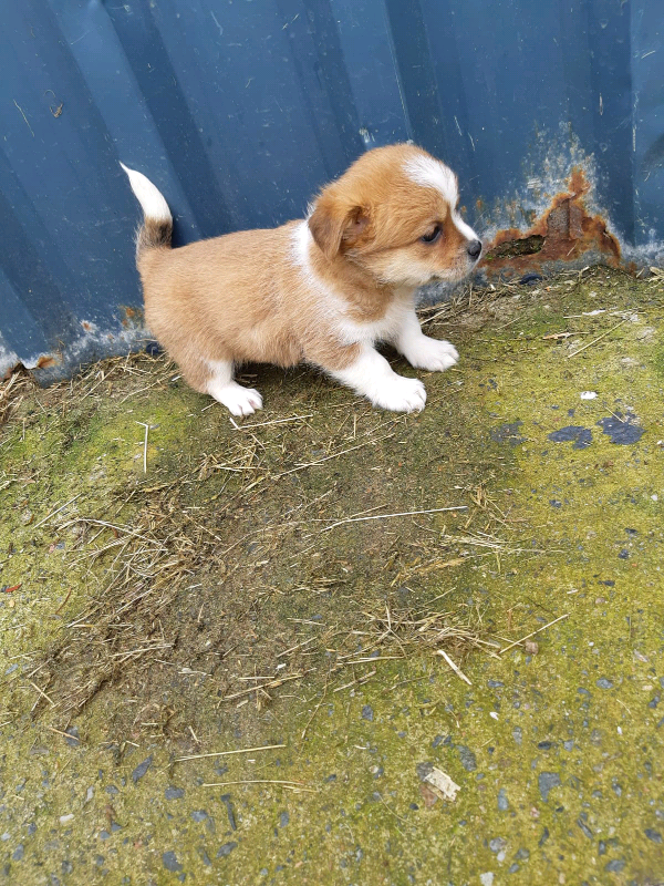gumtree teddy bear puppies